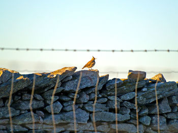 Close-up of bird perching on stack against sky