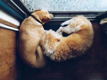 Top view of two of dogs
