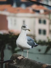 Close-up of seagull perching on retaining wall against buildings