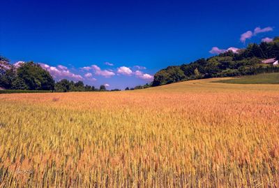 Scenic view of field against blue sky