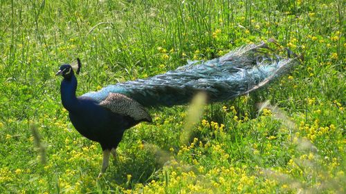 Side view of a bird on field