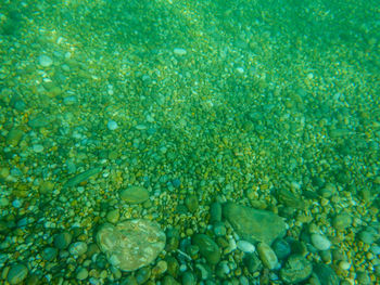 Full frame shot of fish in sea