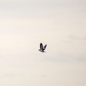 Low angle view of bird flying in sky