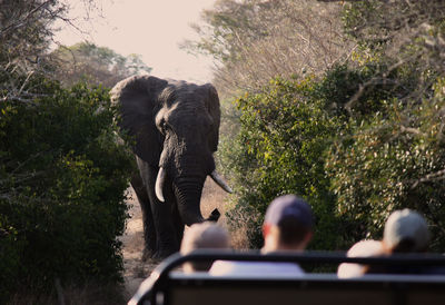 Rear view of elephant by trees