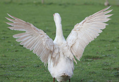 Close-up of a bird flying over a field