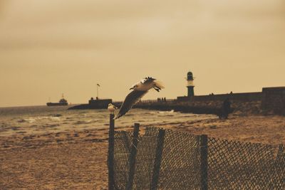 Close-up of bird perching on sand at beach against sky