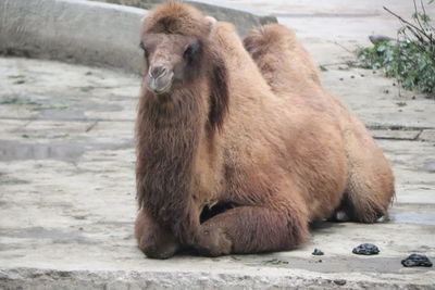 Lion sitting on land at zoo