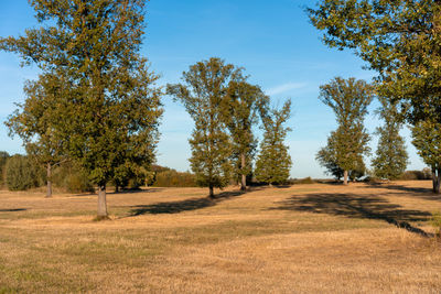 Trees on field against sky