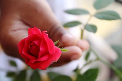 Close-up of hand holding rose