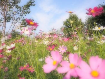 Close-up of pink flowering plants on field