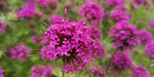 Close-up of pink flowering plant