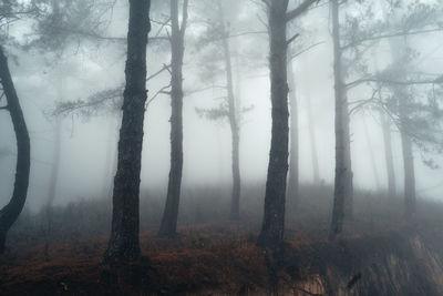 Trees in forest