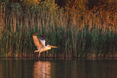 Bird flying over lake