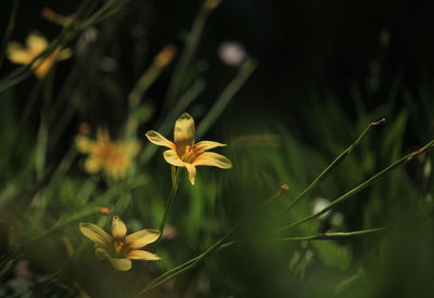 Close-up of yellow flowering plant