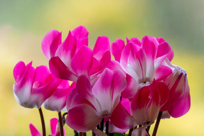 Close up of cyclamen persicum flowers in bloom