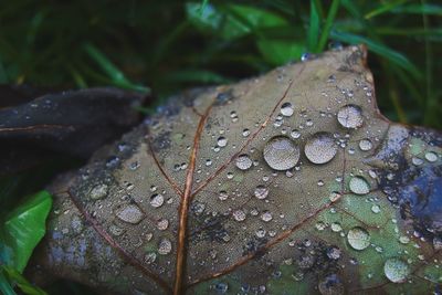 Close-up of raindrops on maple leaf