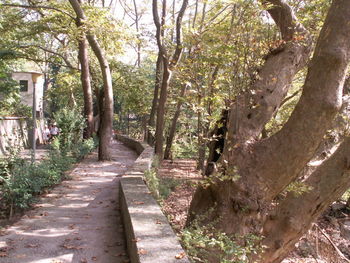 Empty road along trees