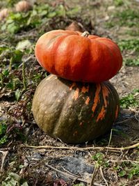 Close-up of pumpkin on field