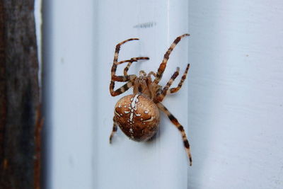 Close-up of spider