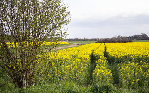 Tranquil view of canola flower field