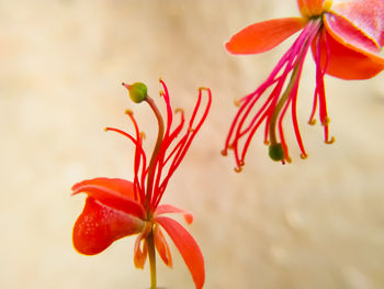 Close-up of capparis decidua flowering plant