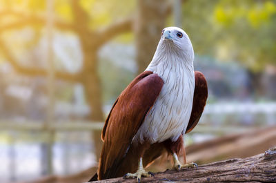 Close-up of bird perching outdoors