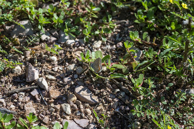 High angle view of plants growing on field