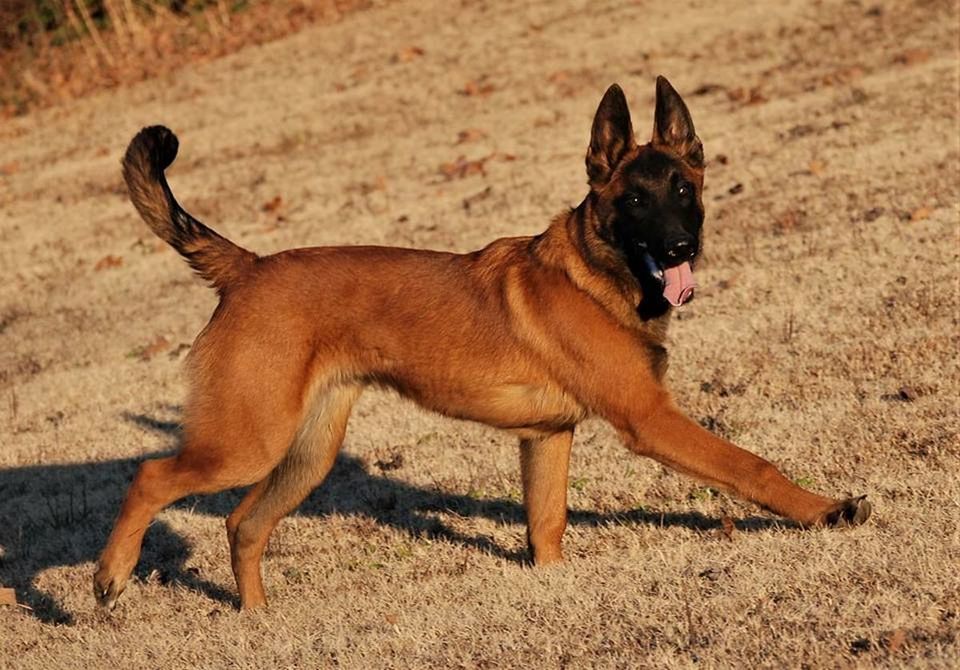 SIDE VIEW OF A DOG ON THE FIELD