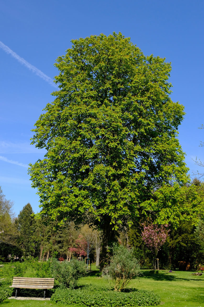 TREES GROWING IN PARK AGAINST SKY