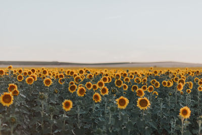 Close-up of yellow flowers growing in field against sky