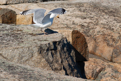 Side view of seagull flying over rocks