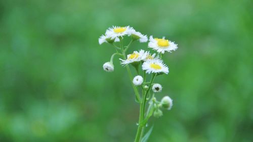 Close-up of yellow flowers