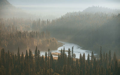 Scenic view of forest against sky