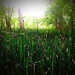 View of bamboo trees in field