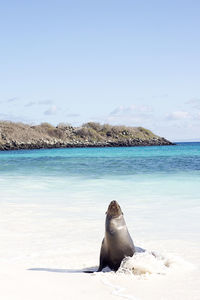 Sea lion on beach at galapagos islands