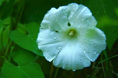Close-up of water drops on flower