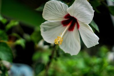 Close-up of white flowering plant