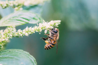 Close-up of bee pollinating on flower