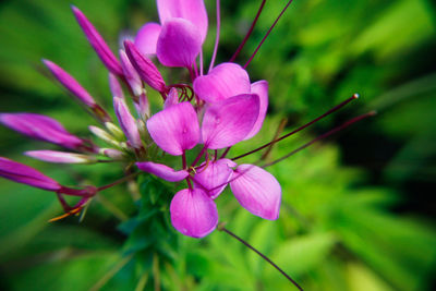 Close-up of pink flowers blooming outdoors