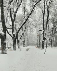 Close-up of trees against sky