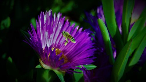 Close-up of insect on purple flower