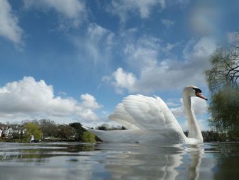 Swan swimming in lake against sky