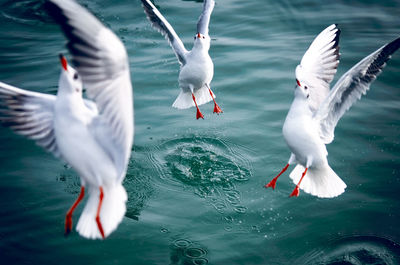 Seagulls flying over lake