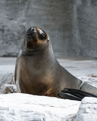 Close-up of seal