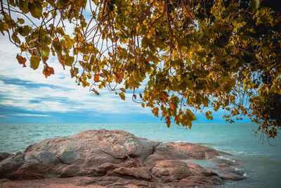 Tree by sea against sky