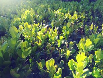 Close-up of plants growing in field