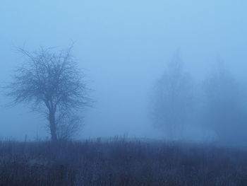 Trees on field against sky