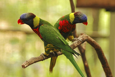 Bird perching on branch