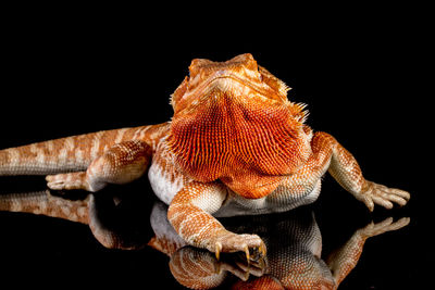 Close-up of lizard on black background