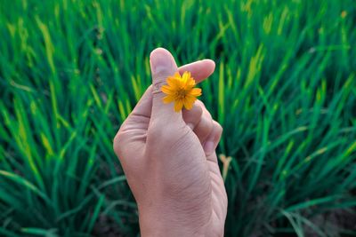 Cropped image of hand holding flower against grassy field